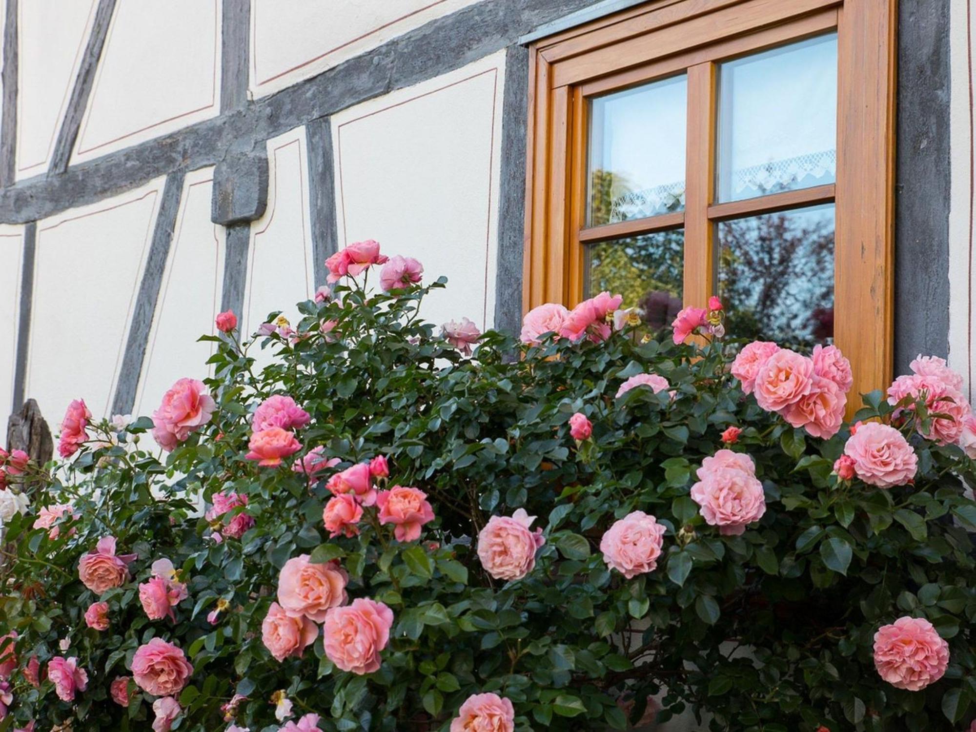 Fachwerktraum Im Hof Alheim Exterior foto